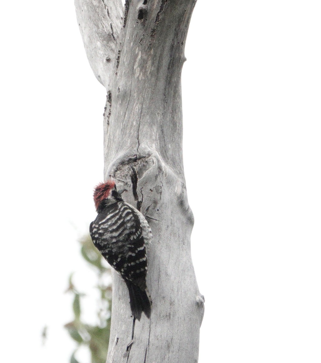 Nuttall's Woodpecker - ML618579860
