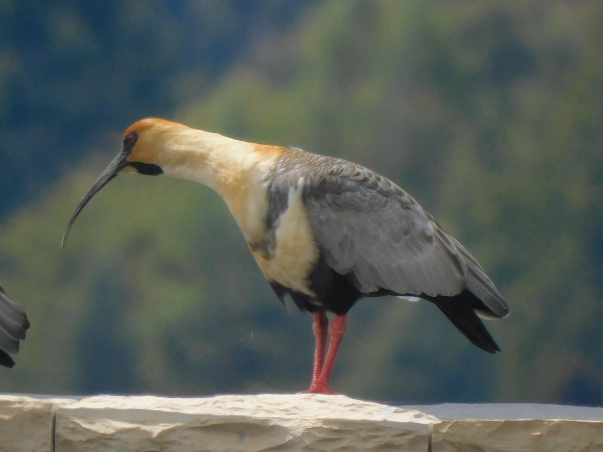 ibis laločnatý - ML618579918