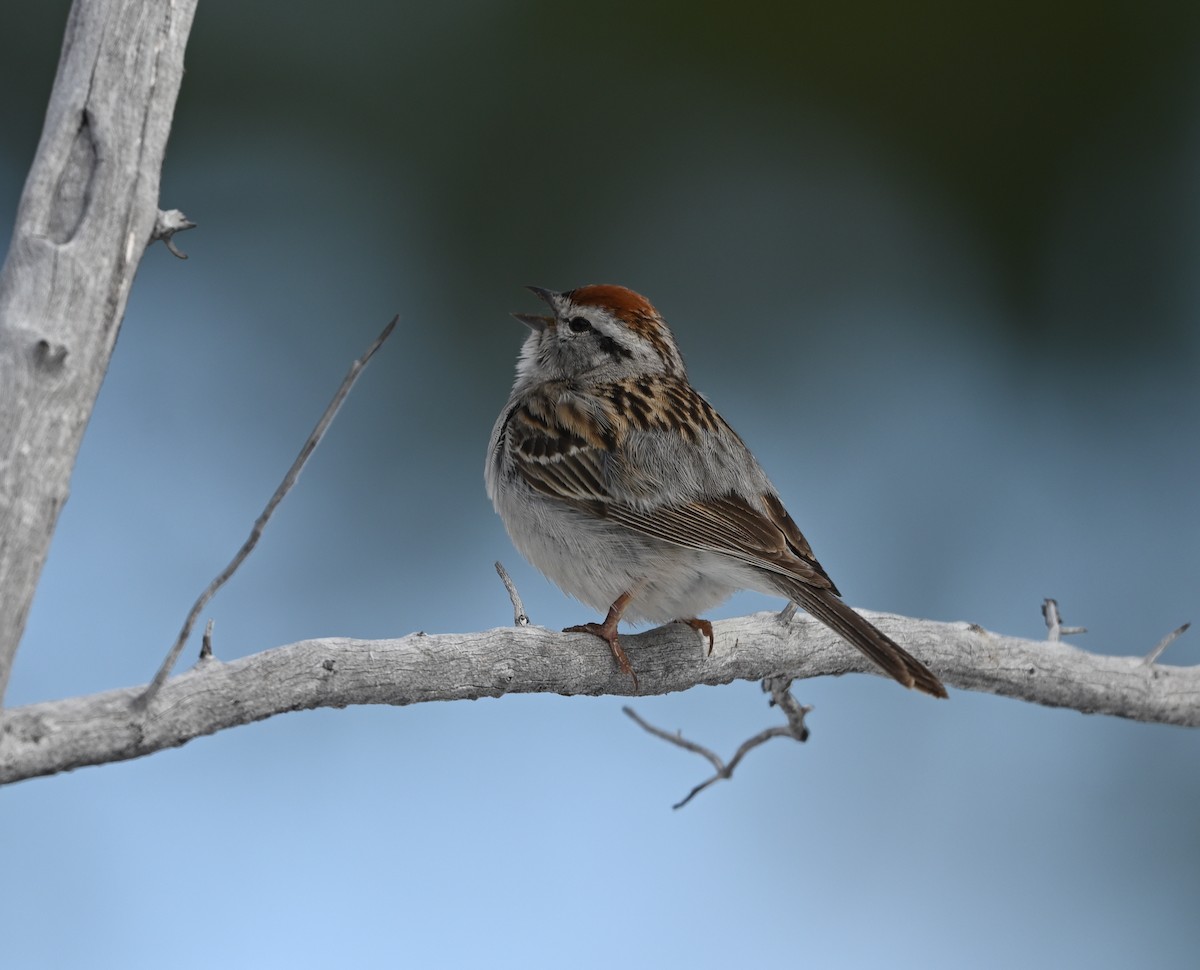Chipping Sparrow - ML618579937
