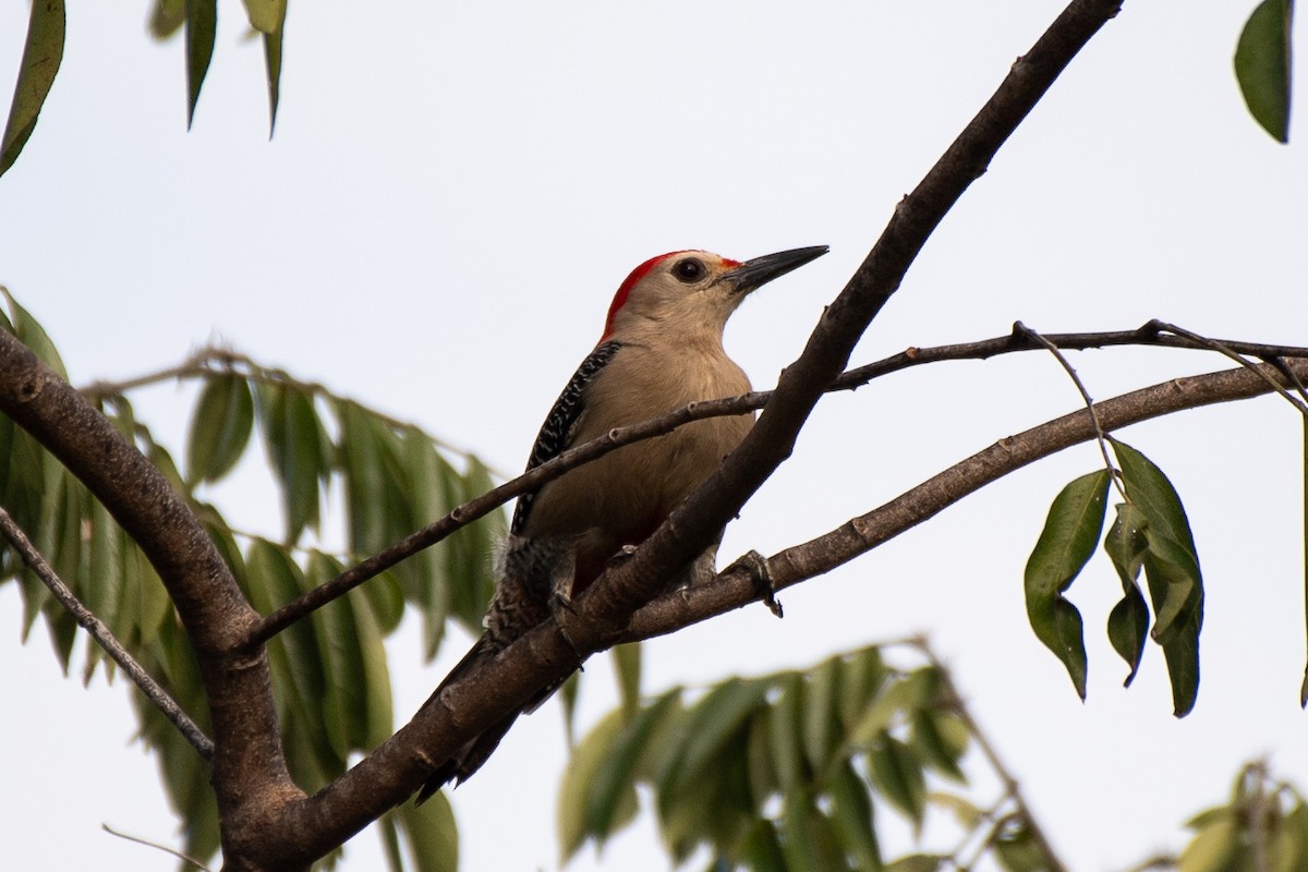 Golden-fronted Woodpecker (Velasquez's) - ML618579946