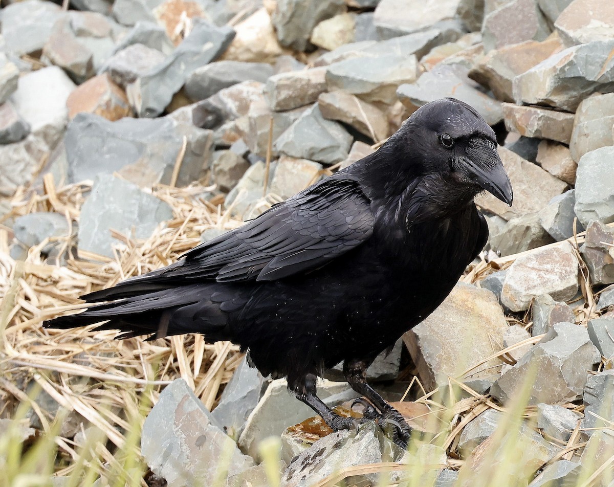Common Raven - ML618579949