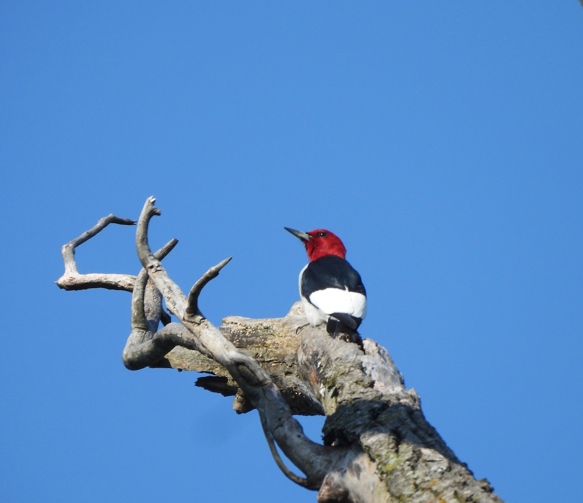 Red-headed Woodpecker - ML618579950
