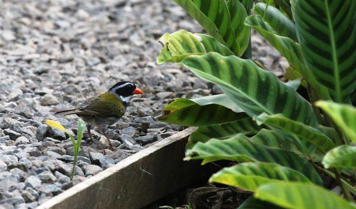 Orange-billed Sparrow - ML618579952