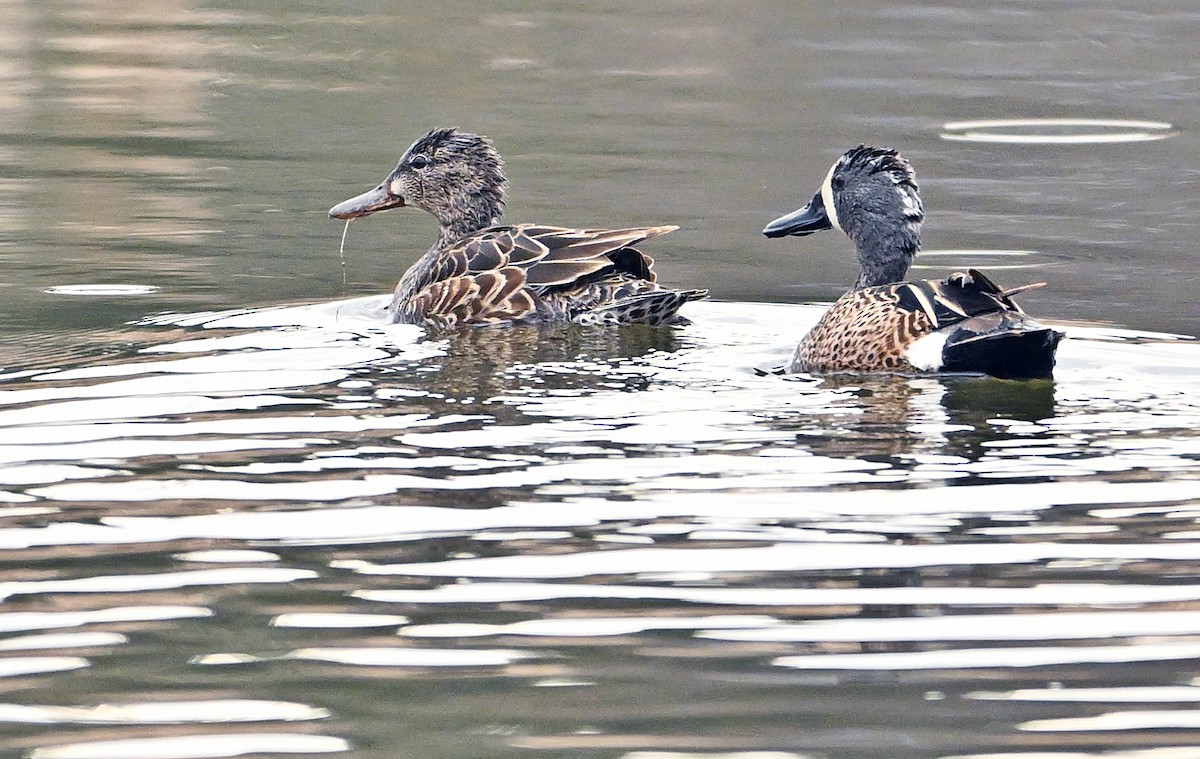 Blue-winged Teal - ML618579954