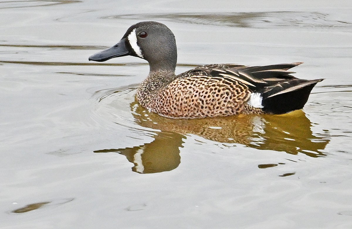 Blue-winged Teal - ML618579957