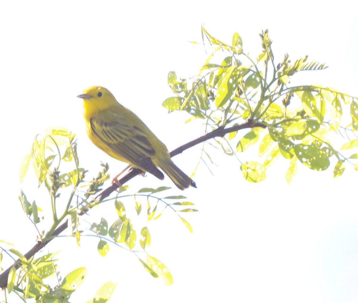 Yellow Warbler - ML618579968