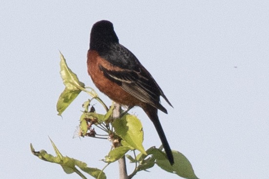 Orchard Oriole - ML618579977