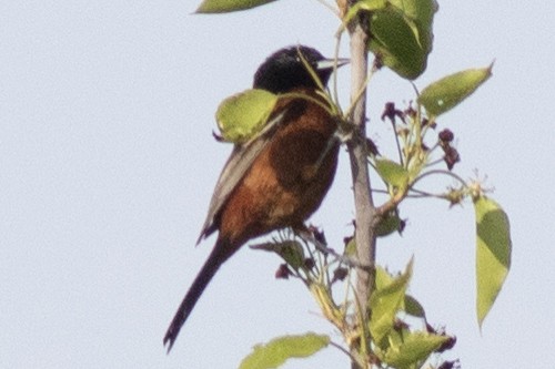 Orchard Oriole - ML618579978