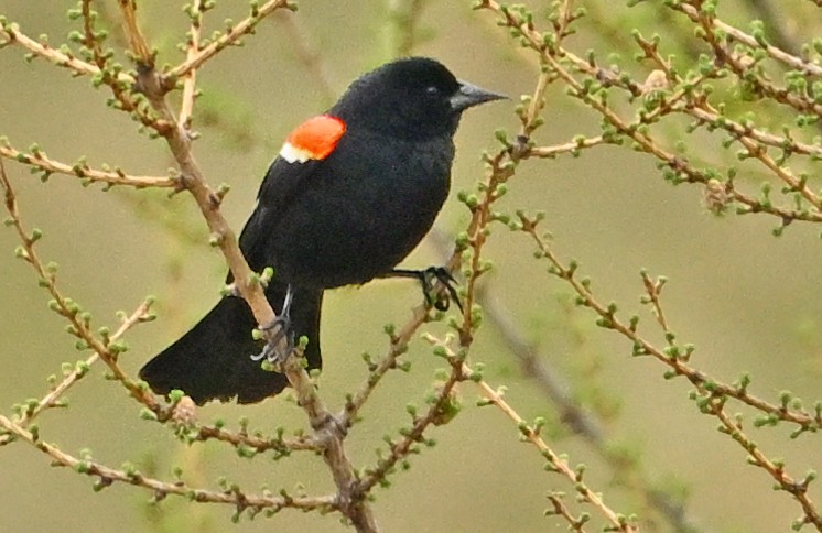 Red-winged Blackbird - ML618579988