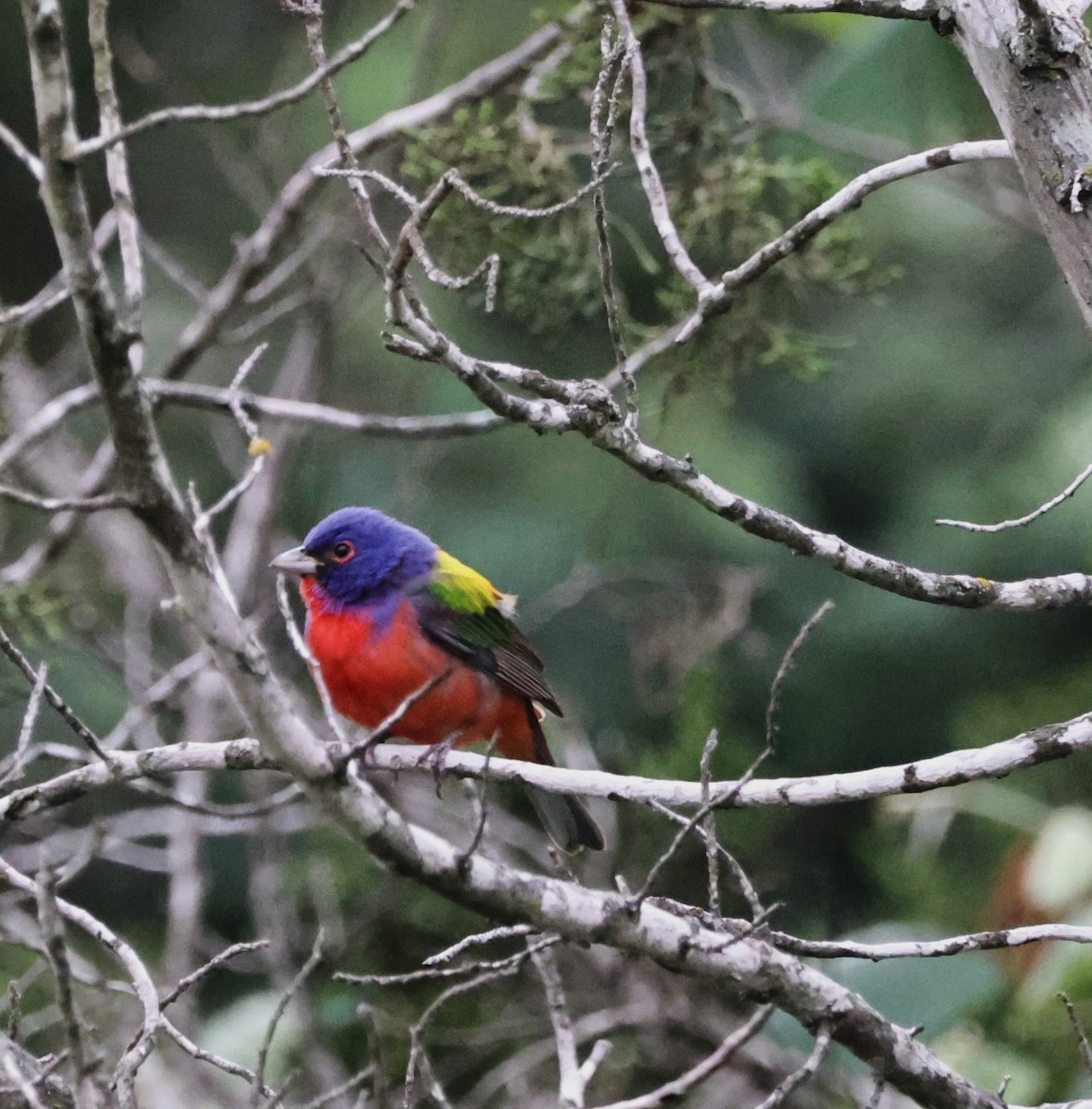 Painted Bunting - ML618579989