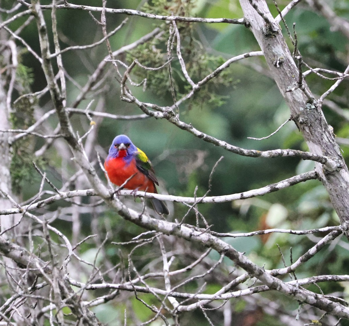 Painted Bunting - ML618579990