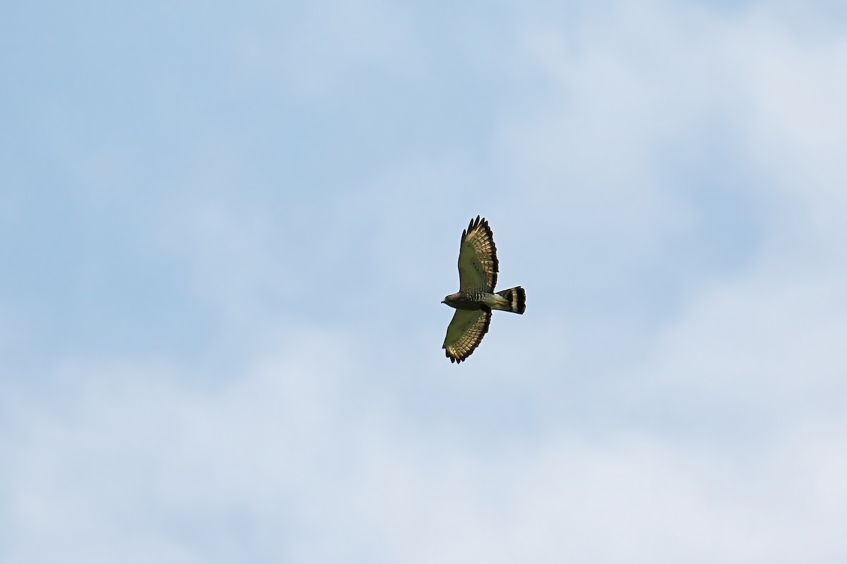 Broad-winged Hawk - ML618580007