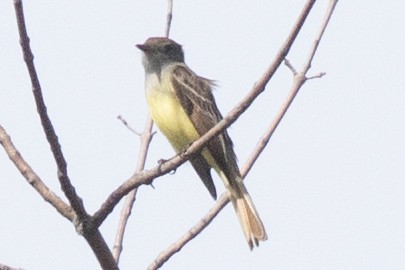 Great Crested Flycatcher - David Brown