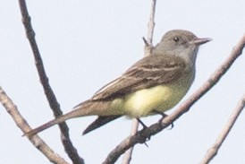 Great Crested Flycatcher - ML618580020