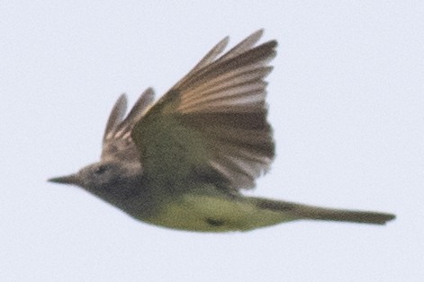 Great Crested Flycatcher - ML618580023