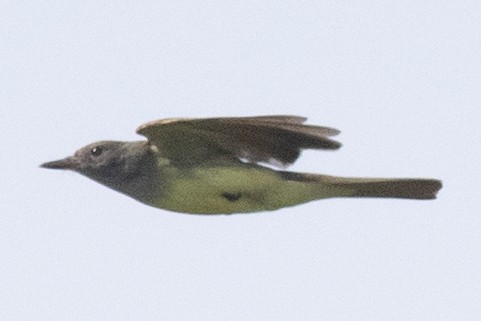 Great Crested Flycatcher - ML618580024