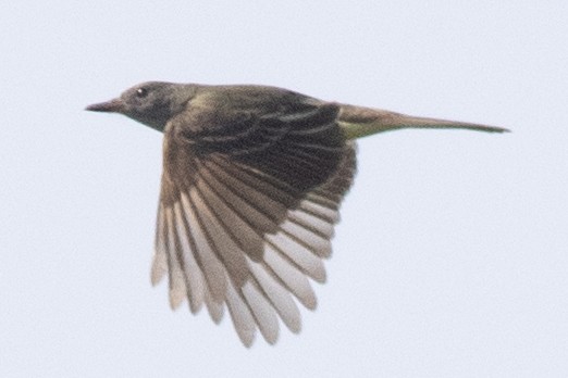 Great Crested Flycatcher - ML618580025