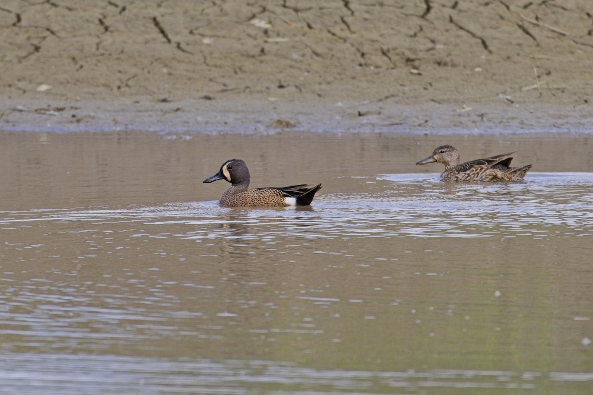Blue-winged Teal - ML618580076