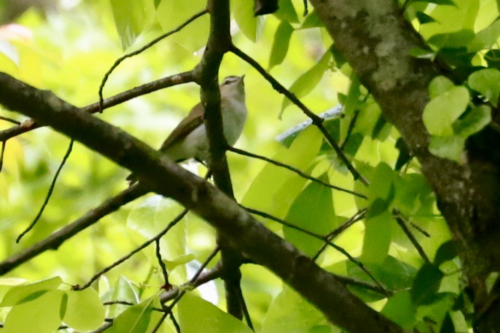 Red-eyed Vireo - JoAnn Dalley