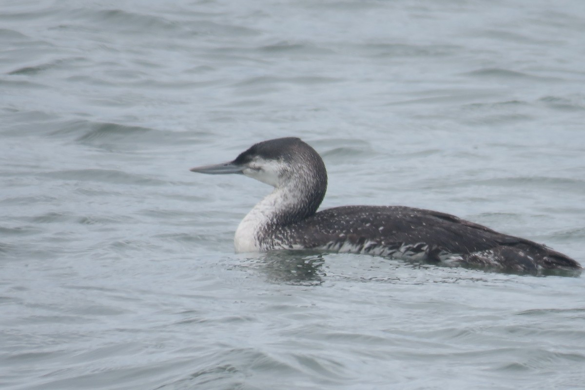 Red-throated Loon - ML618580099