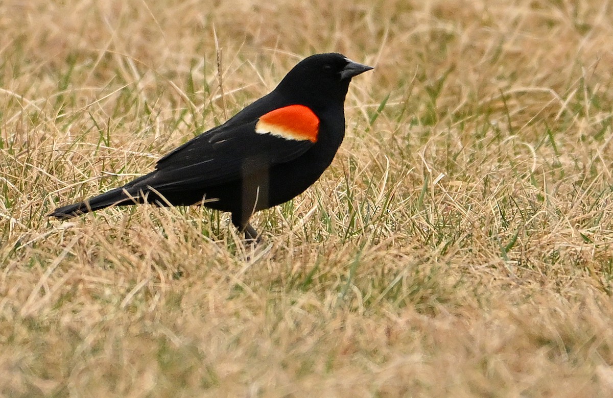 Red-winged Blackbird - ML618580112