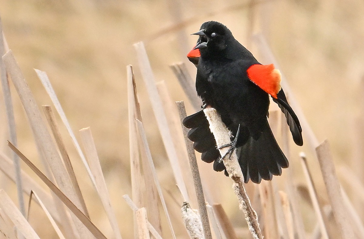 Red-winged Blackbird - ML618580116