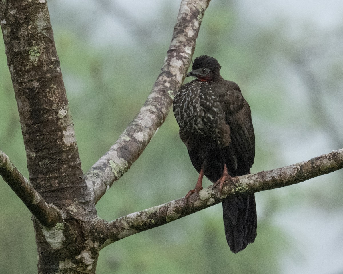 Crested Guan - ML618580145