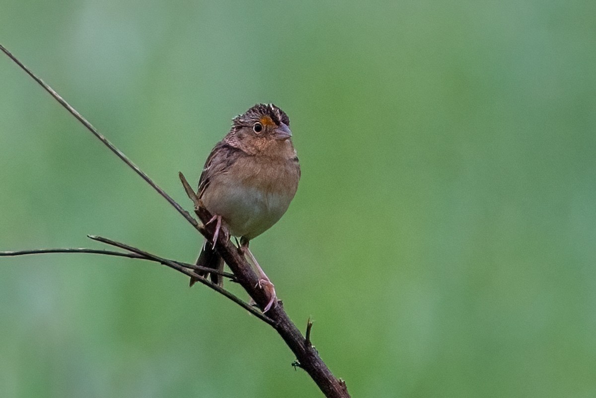Grasshopper Sparrow - ML618580180