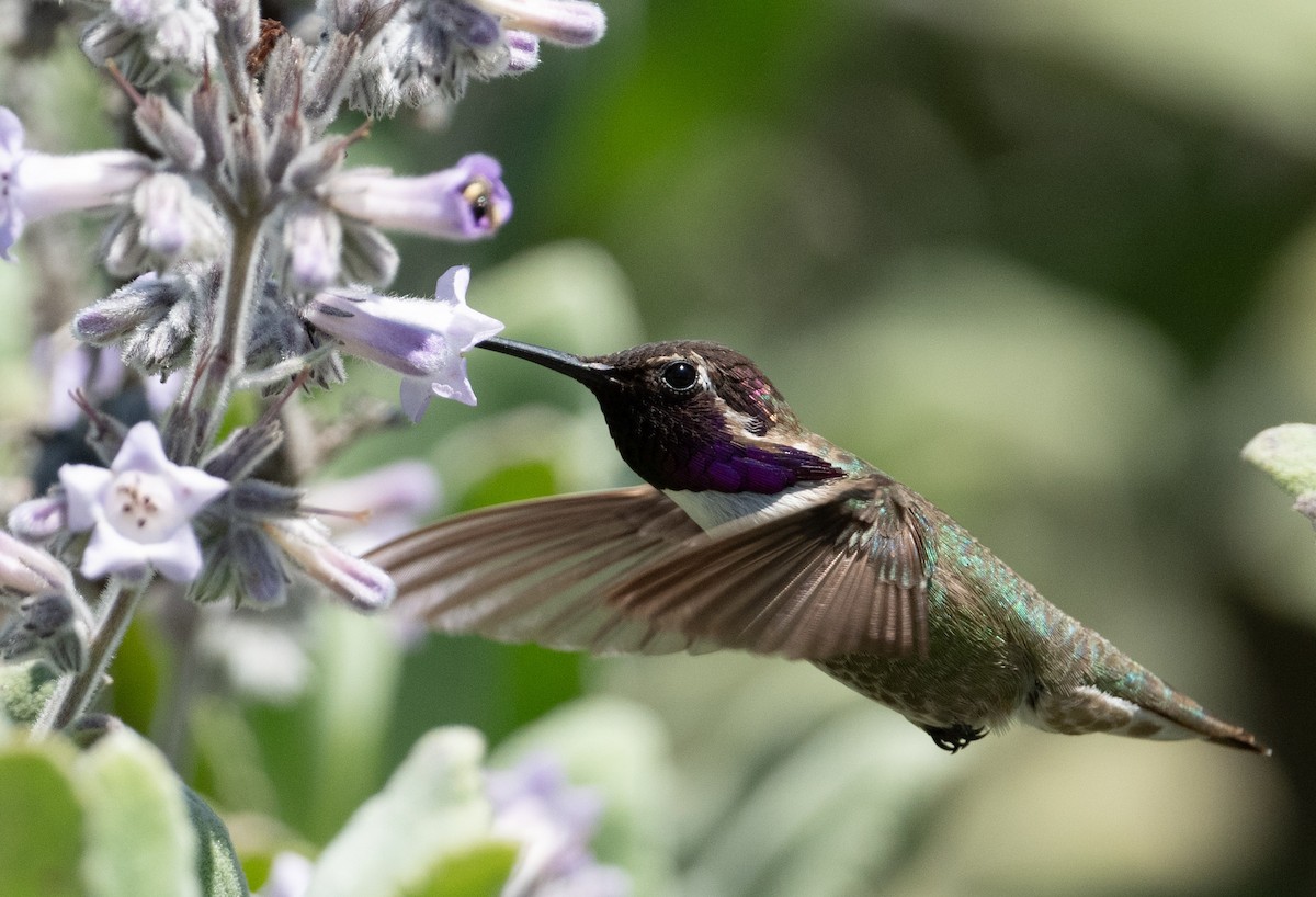 Costa's Hummingbird - ML618580184