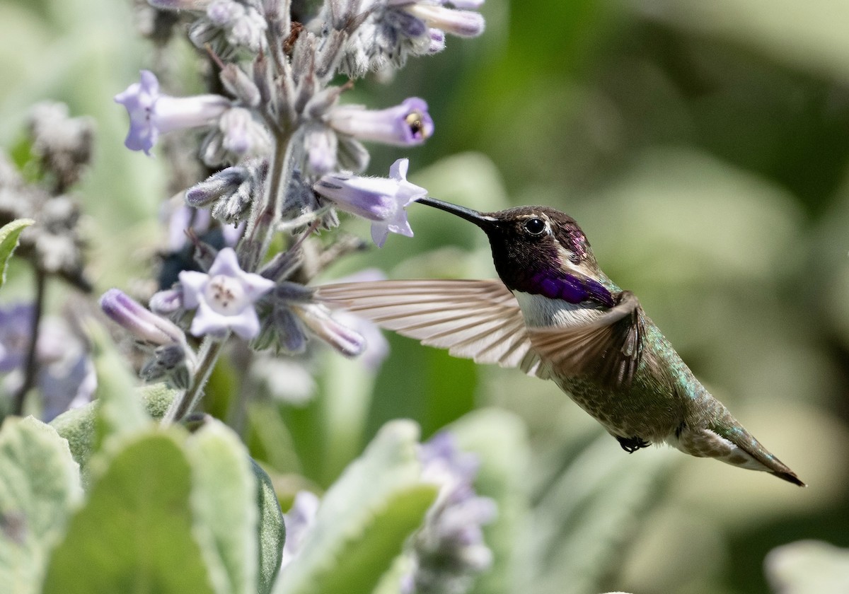 Costa's Hummingbird - ML618580185