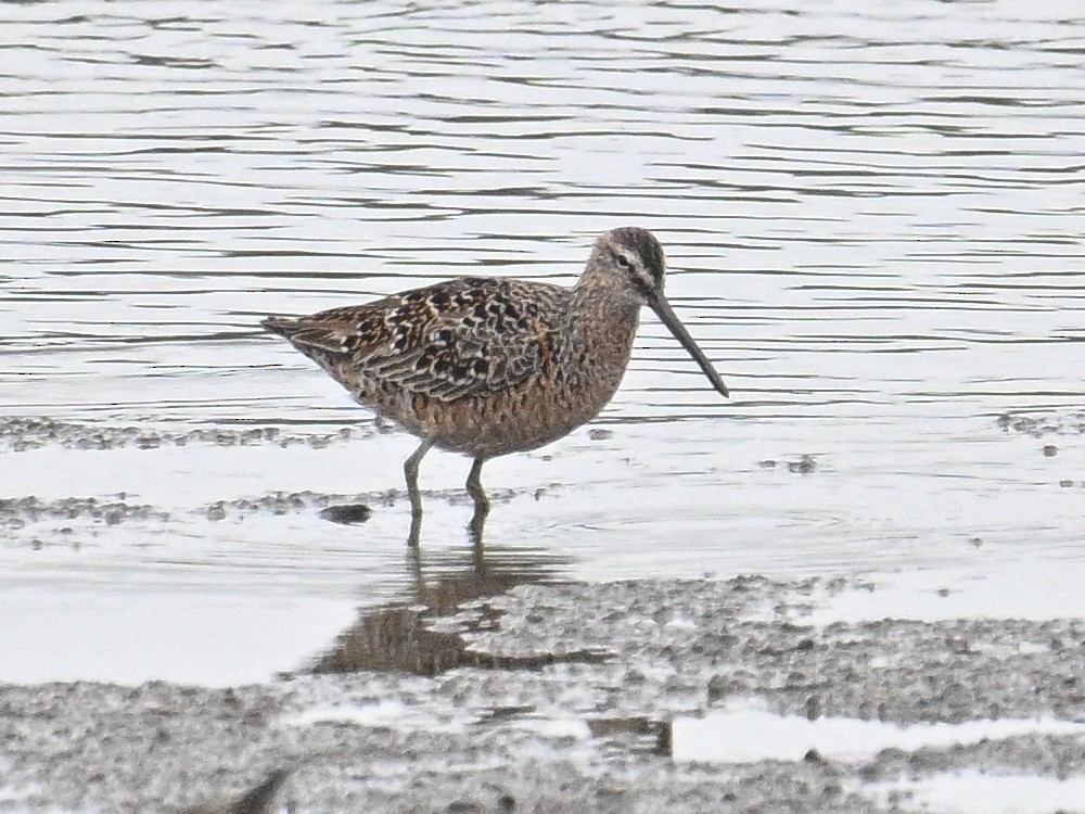 Long-billed Dowitcher - ML618580205