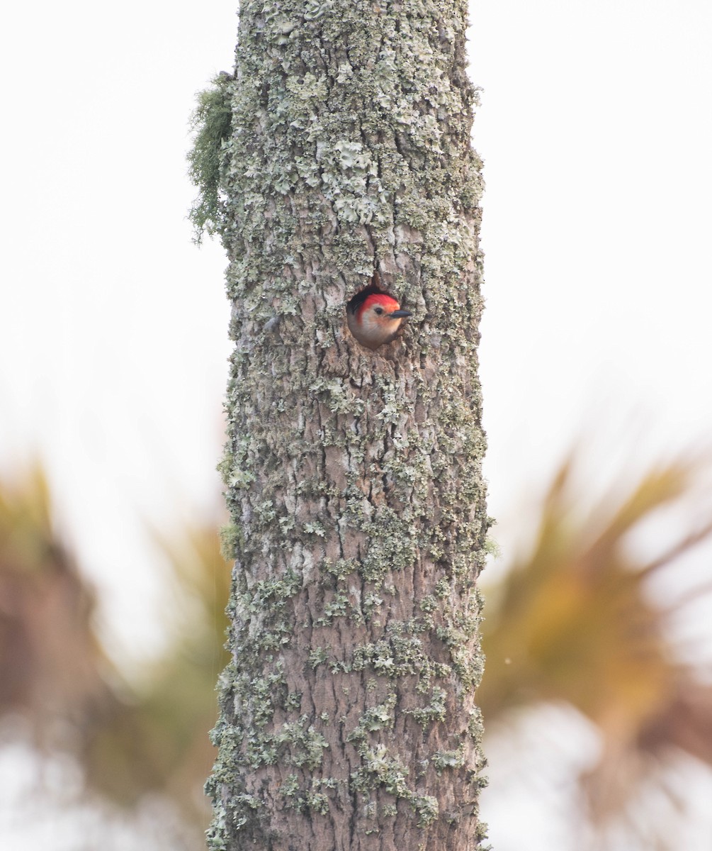 Red-bellied Woodpecker - Amiel Hopkins