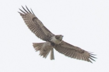 Red-tailed Hawk - ML618580235