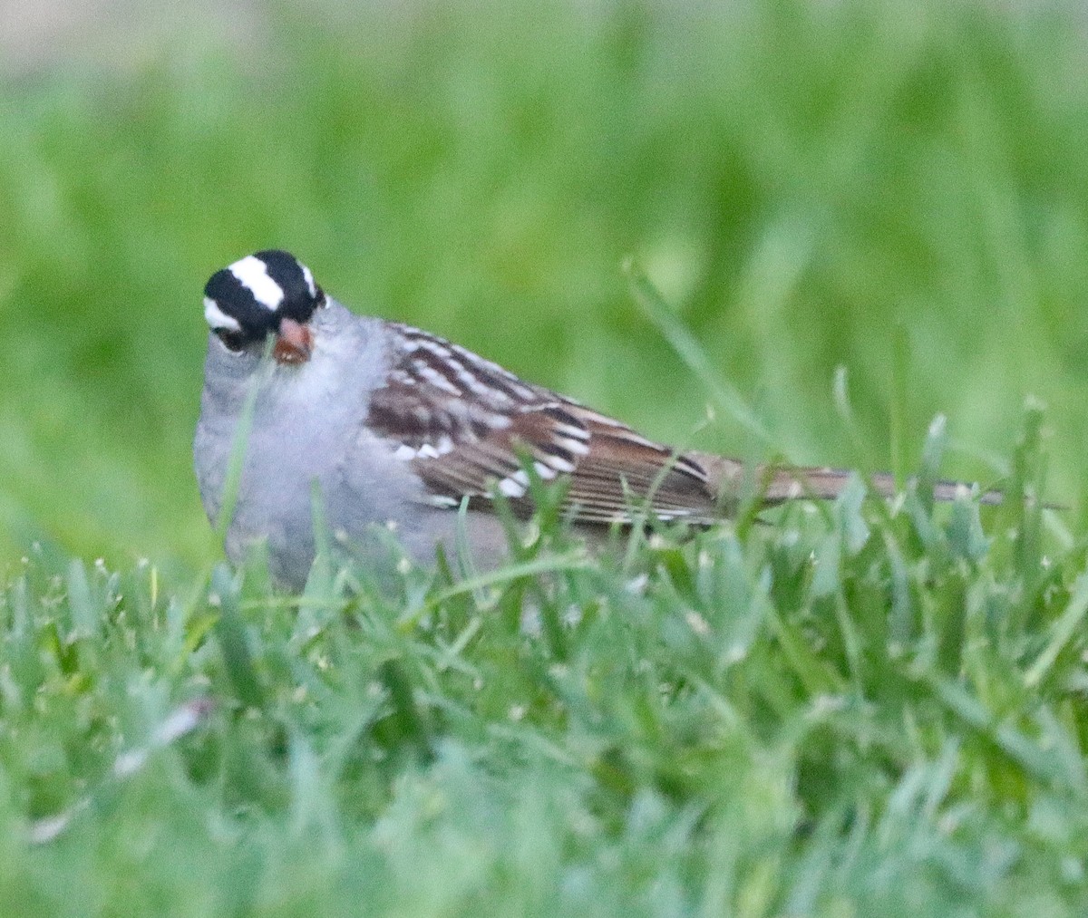 White-crowned Sparrow - ML618580254