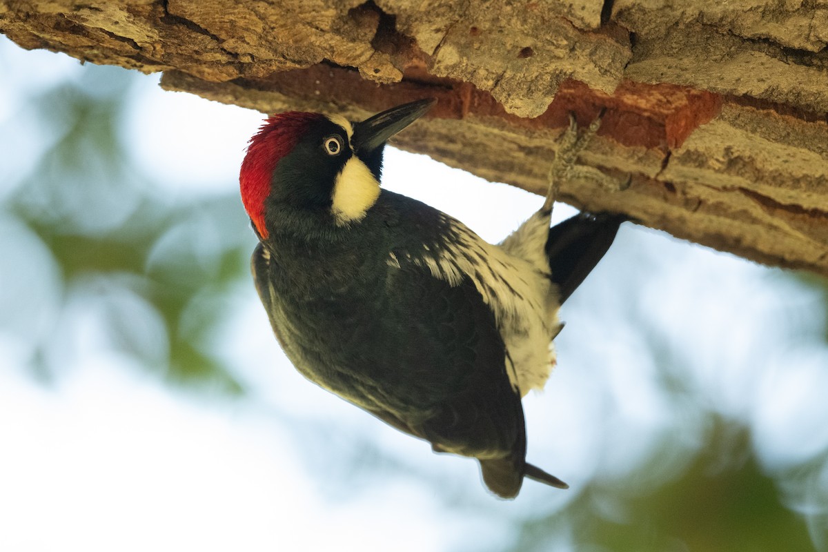 Acorn Woodpecker - ML618580258