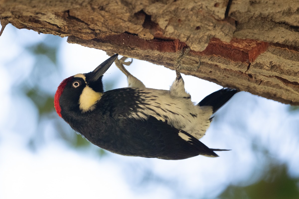 Acorn Woodpecker - ML618580259