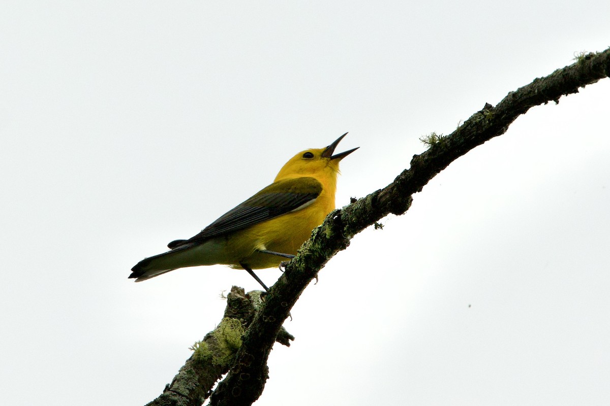 Prothonotary Warbler - ML618580265