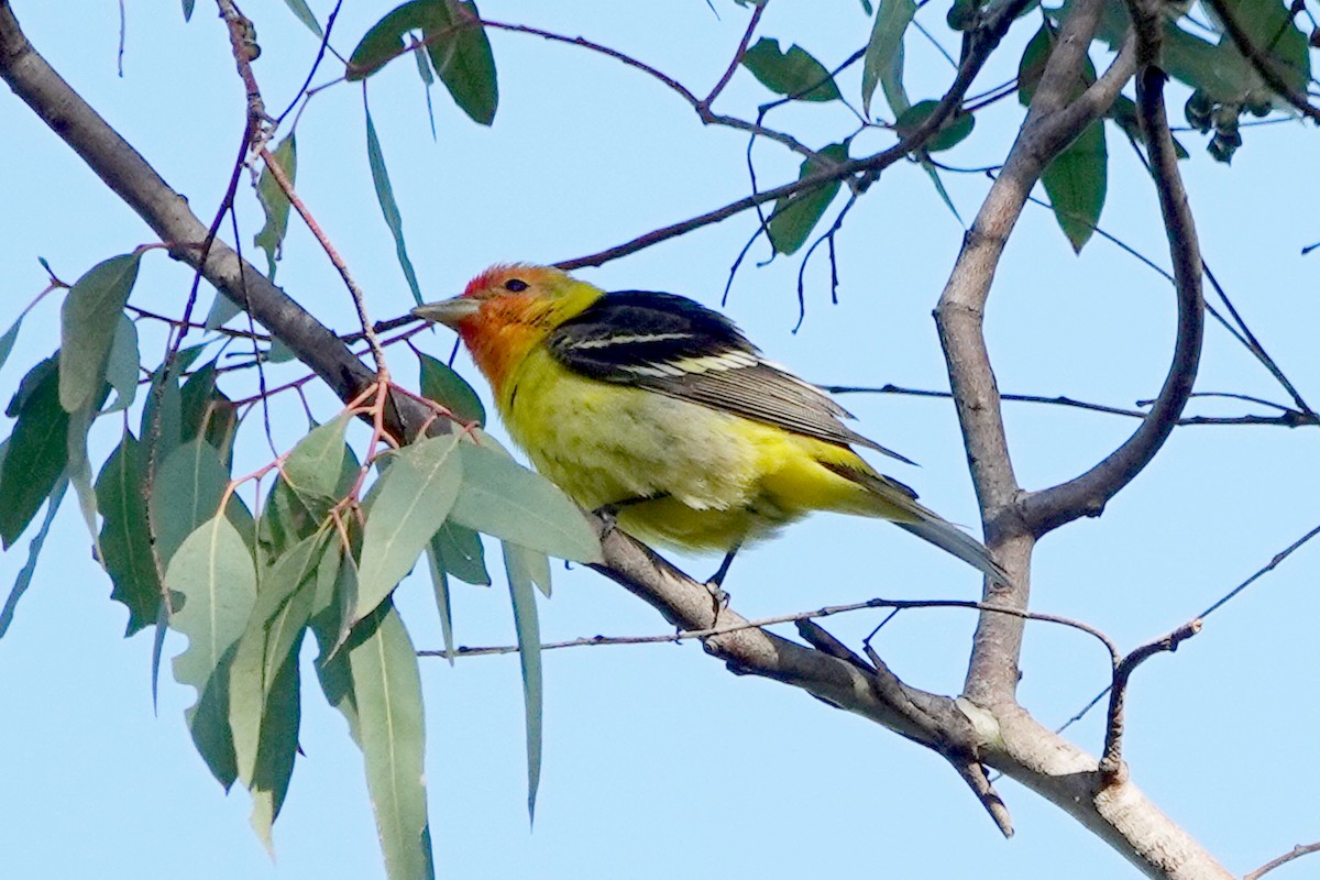Western Tanager - ML618580336