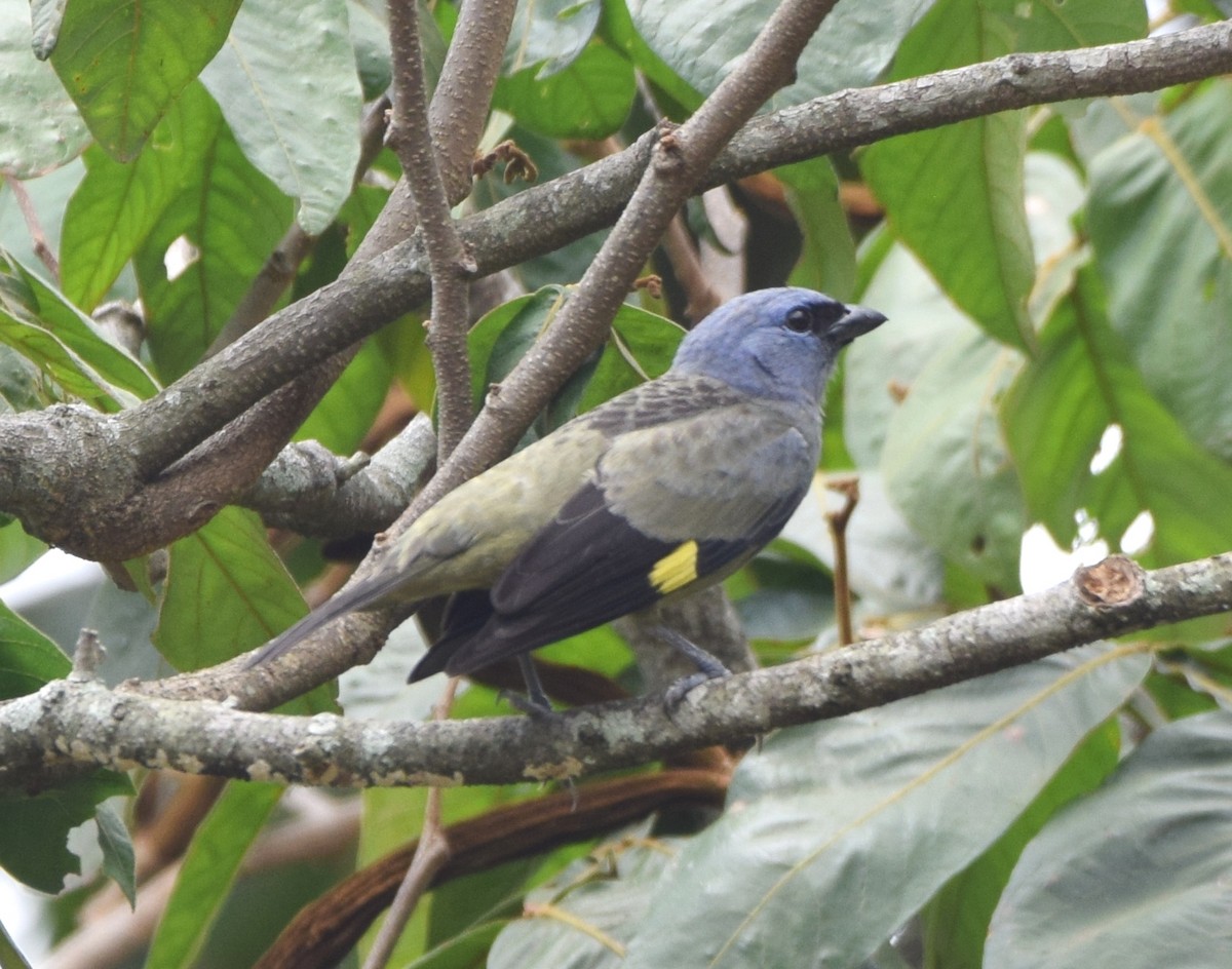 Yellow-winged Tanager - ML618580341