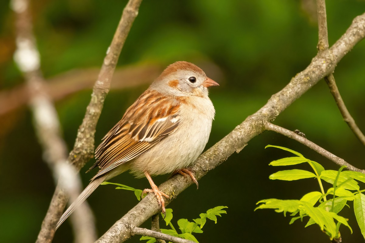 Field Sparrow - ML618580349