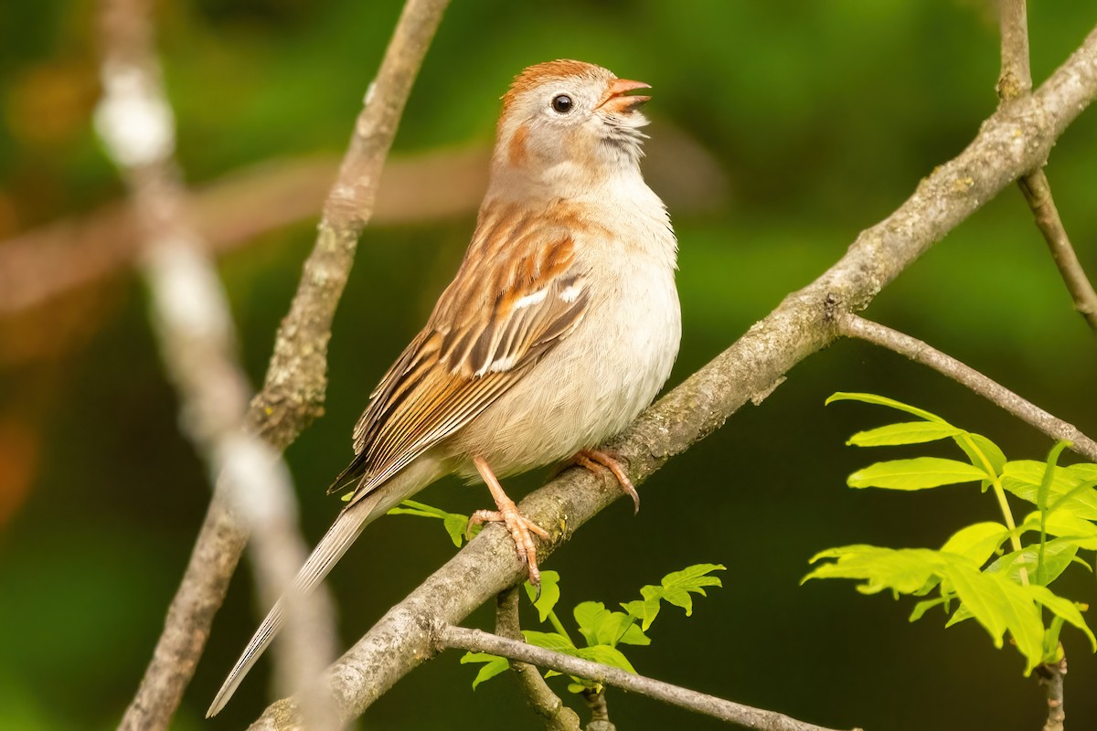 Field Sparrow - ML618580350