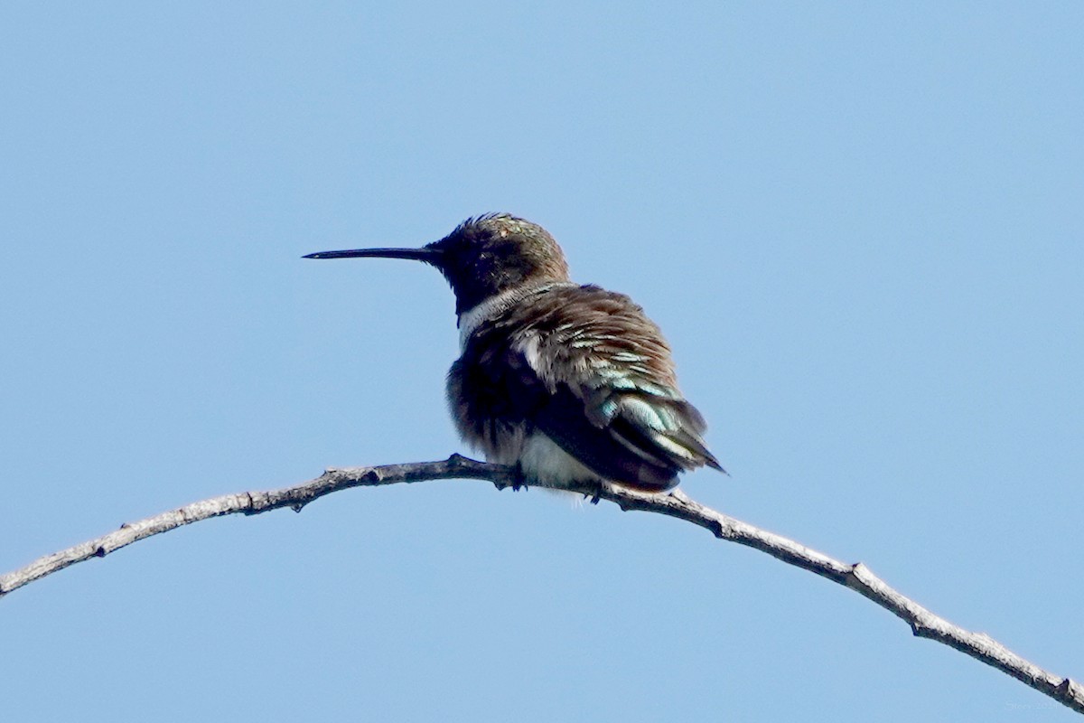 Black-chinned Hummingbird - ML618580353