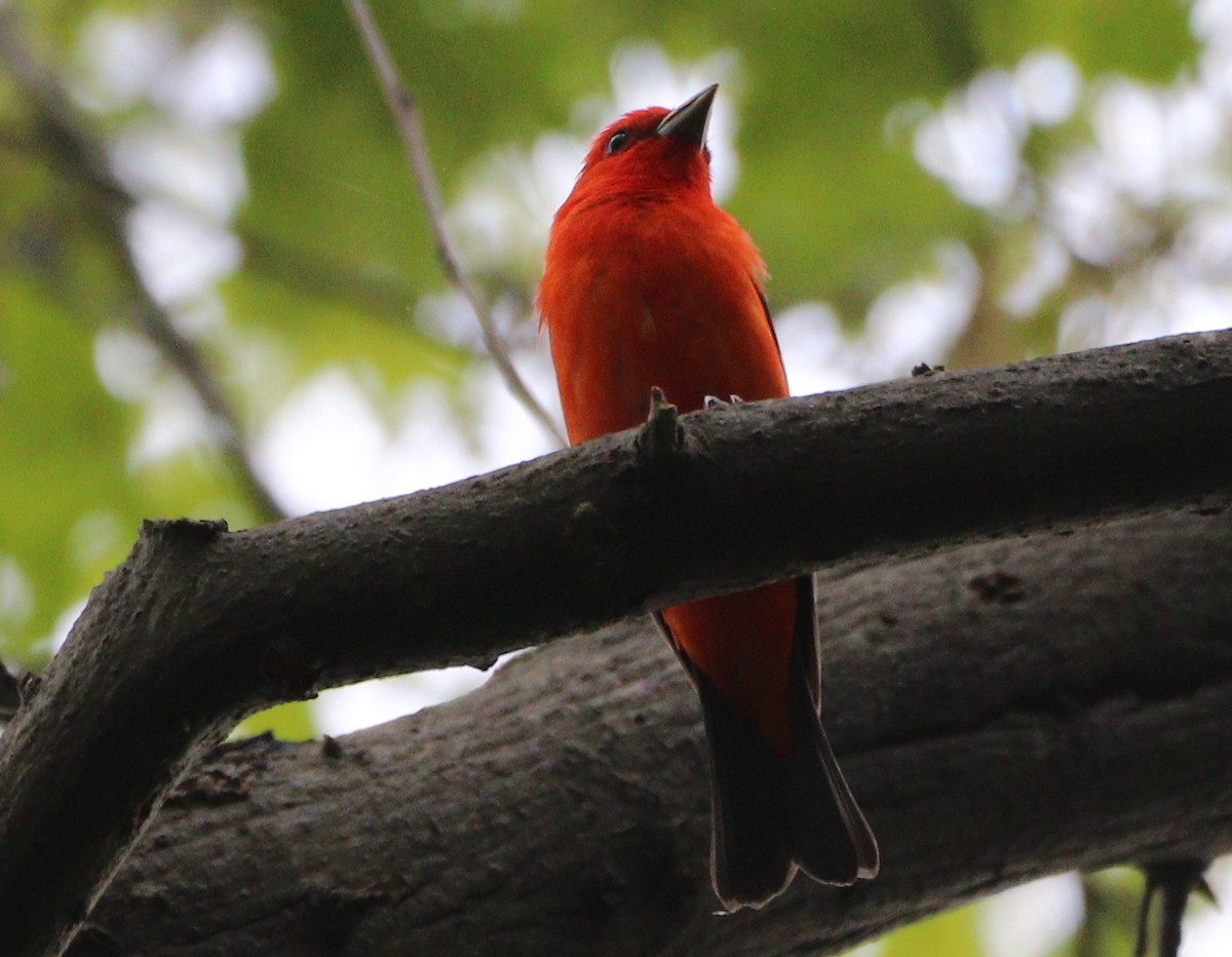 Scarlet Tanager - ML618580423