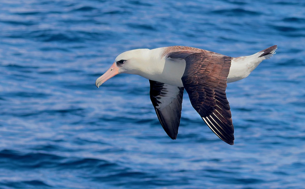 Albatros de Laysan - ML618580429
