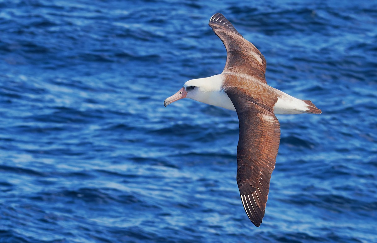 Laysan Albatross - Aidan Brubaker
