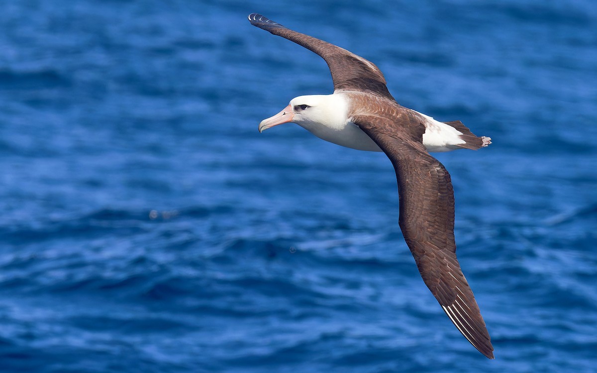 Laysan Albatross - ML618580435