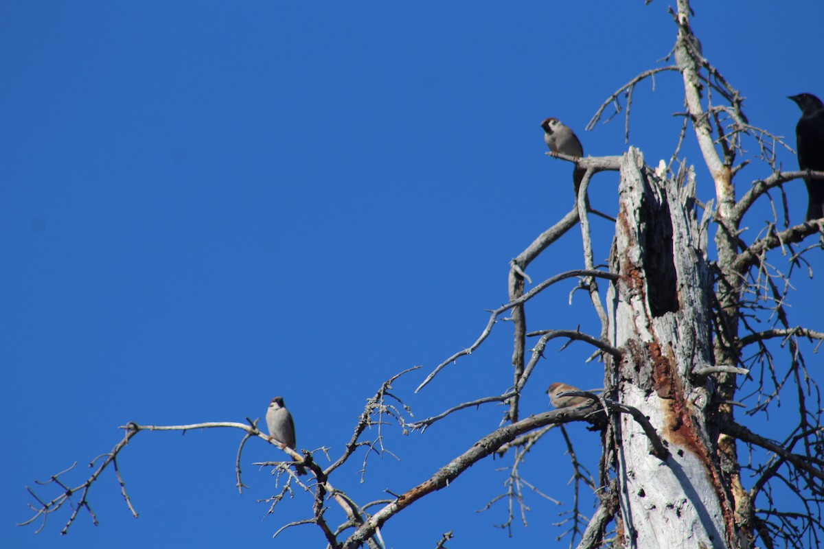 Eurasian Tree Sparrow - ML618580438