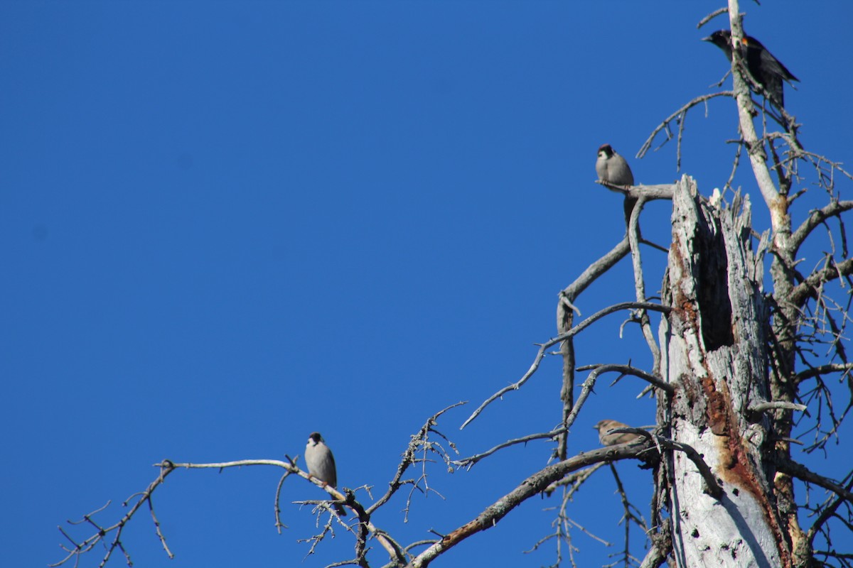 Eurasian Tree Sparrow - ML618580439