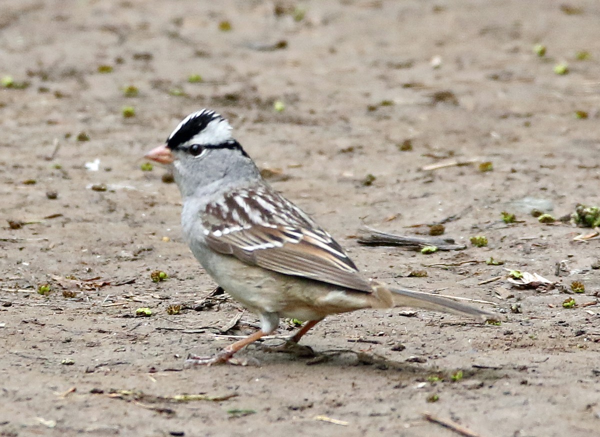 White-crowned Sparrow - ML618580452