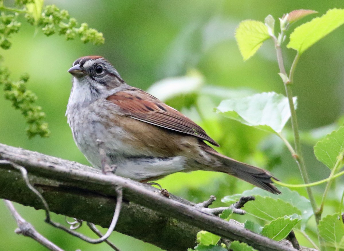 Swamp Sparrow - ML618580457
